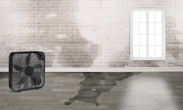 Best Mold removal after water damage  in Dudley, NC